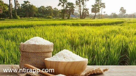واردات برنج مشر...